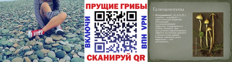 Псилоцибиновые грибы Psilocybine cubensis  Кувандык 